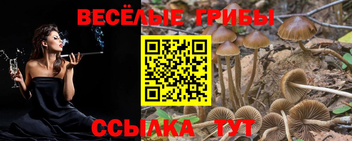 Псилоцибиновые грибы Psilocybine cubensis Красноуфимск